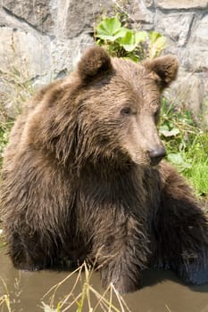 Wild Bear Cooling In Water