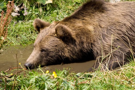 Wild Bear Cooling In Water