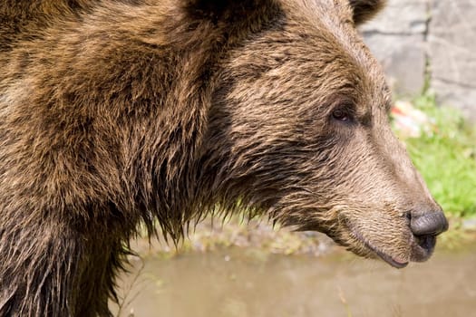 Wild Bear Cooling In Water