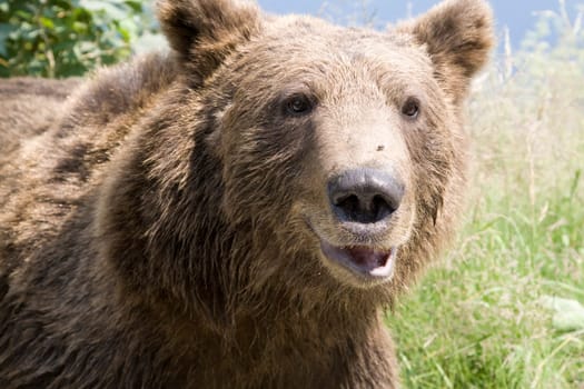 Wild Bear In The Forest