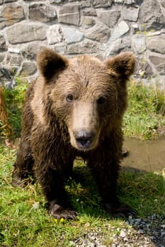 Wild Bear Cooling In Water