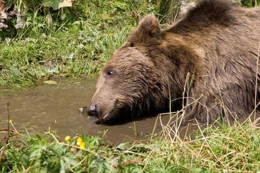 Wild Bear Cooling In Water