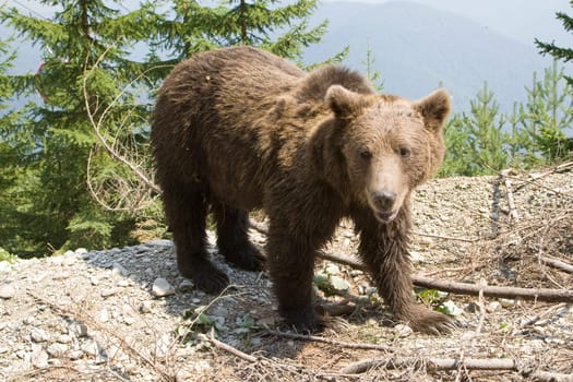 Wild Bear In The Forest