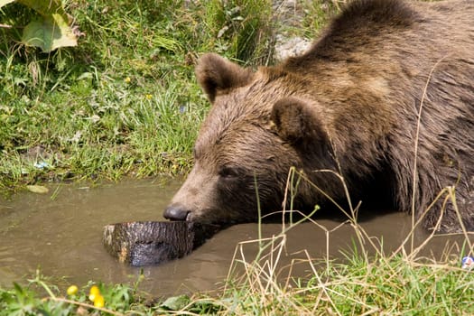 Wild Bear Cooling In Water
