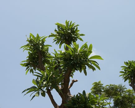 Palm trees in front of a blue sky
