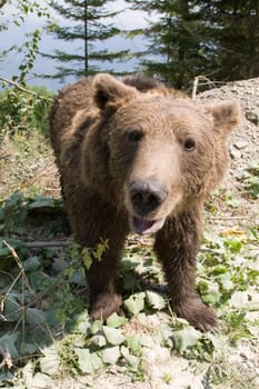 Wild Bear In The Forest