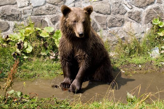 Wild Bear Cooling In Water