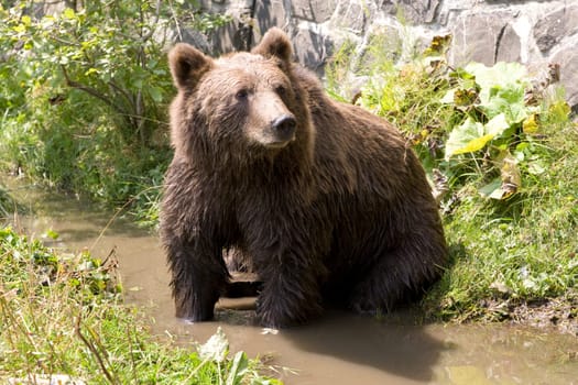 Wild Bear Cooling In Water