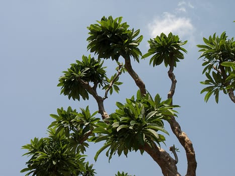 Palm tree in front of sky