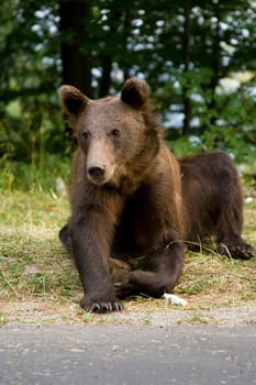 Young wild bear sitting on the grass