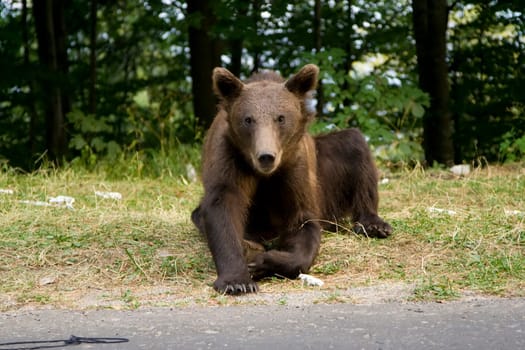 Young wild bear sitting on the grass