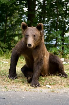 Young wild bear sitting on the grass