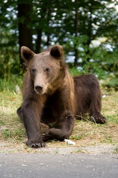 Young wild bear sitting on the grass