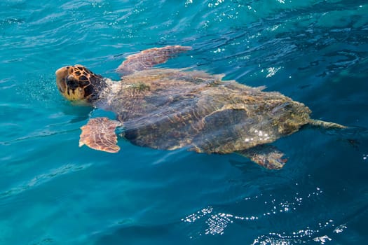 Loggerhead Sea Turtle