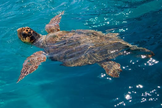 Loggerhead Sea Turtle