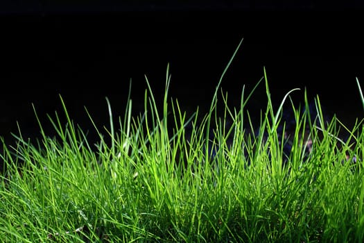 Grass