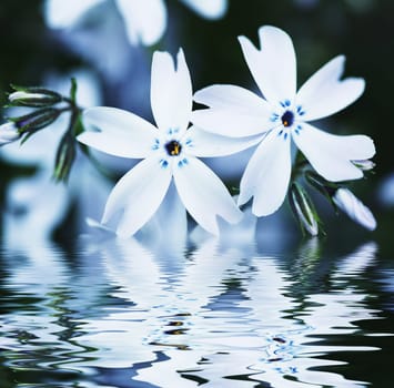 blue flower