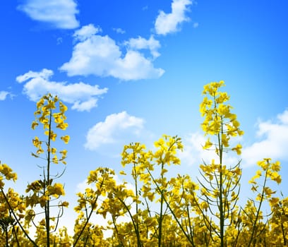 yellow flowers and blue sky