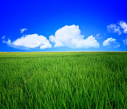 grass field and sky