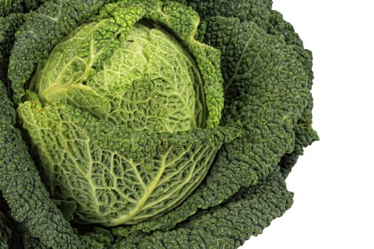 Savoy Cabbage closeup