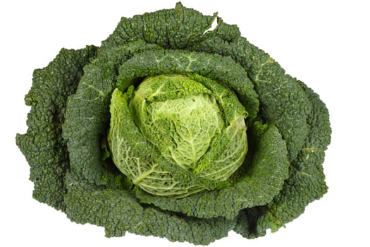 Savoy Cabbage