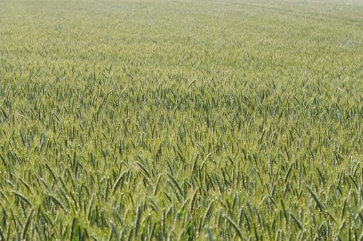 cultivated oats