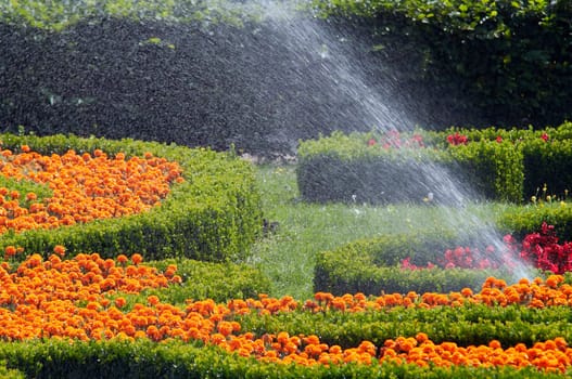 spray flowers