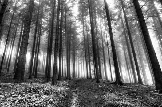 forest at early morning - morning mist