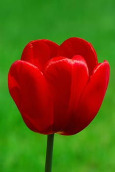 The Red Tulip