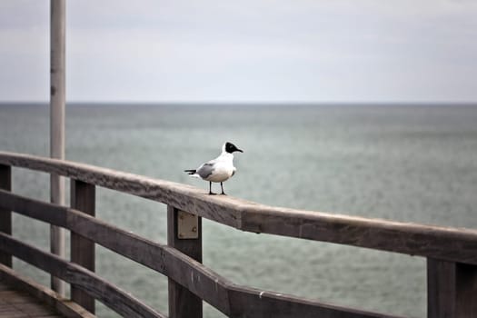on the pier.