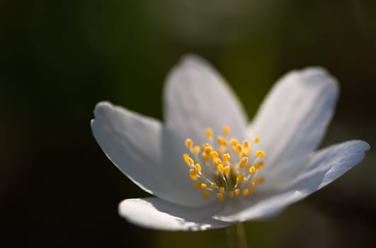 Wood anemone