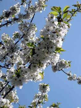 Cherry branch