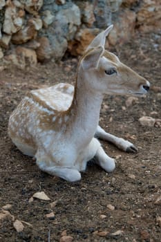 Deer
