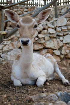 Deer