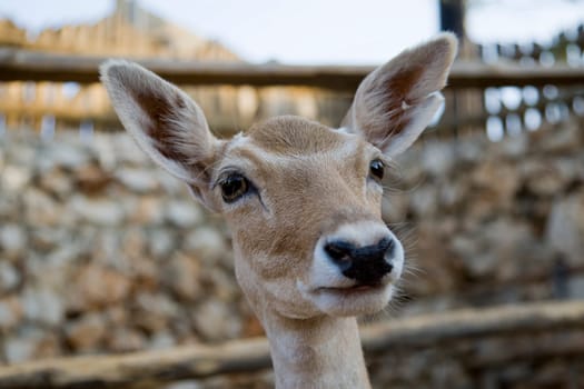 Deer