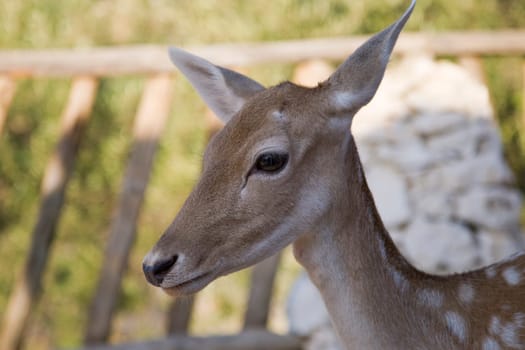 Deer