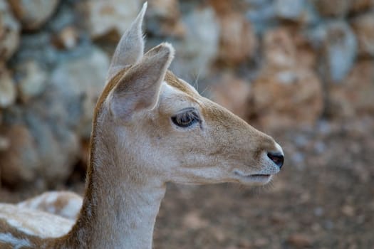 Deer