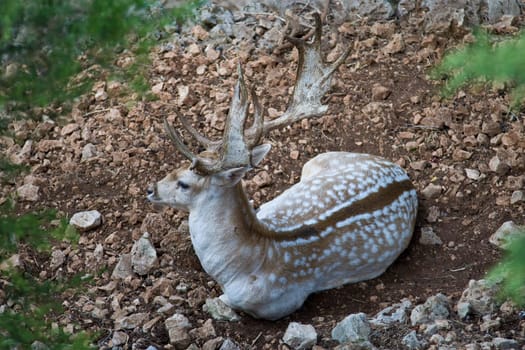 Deer