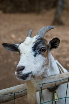 Goat