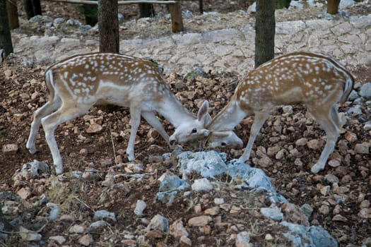 Deers Fighting