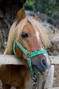 Pony