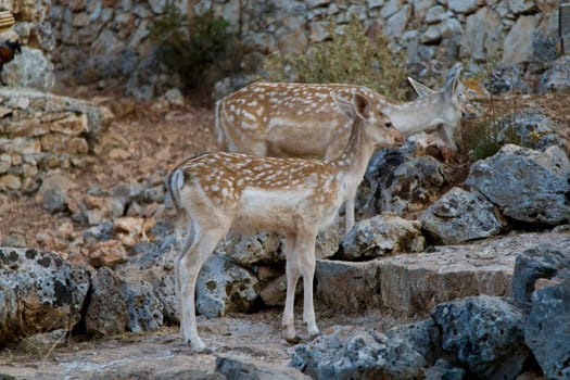 Deer