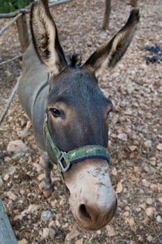 Donkey
