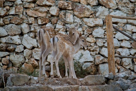 Deer