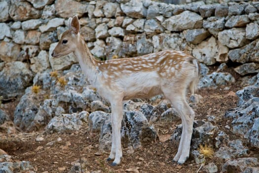 Deer
