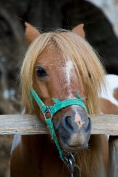 Pony