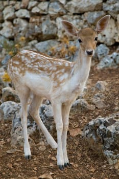 Deer