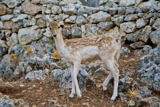 Deer