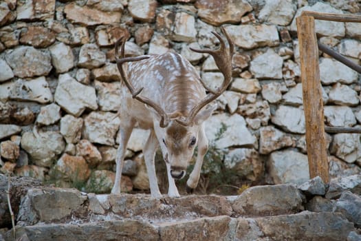 Deer