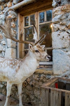 Deer